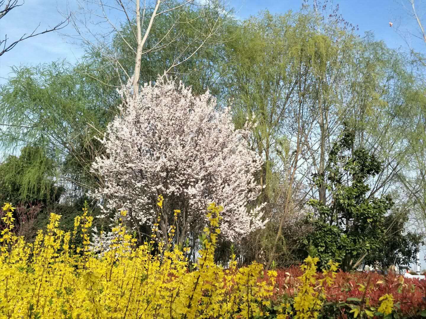 春天里，我們一起來看花