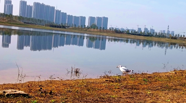 打造水生態(tài)城市，讓周口更宜居