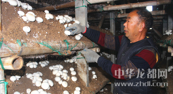 周口項城：食用菌種植基地內(nèi)，工人正在查看雙孢菇長勢